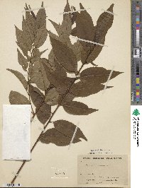 Prunus buergeriana image