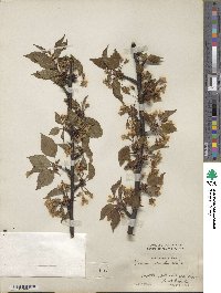 Prunus clarofolia image