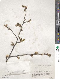 Prunus leveilleana image