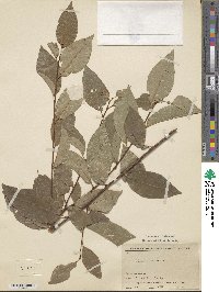 Prunus serotina var. virens image