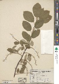 Prunus virginiana image