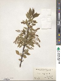 Prunus virginiana image