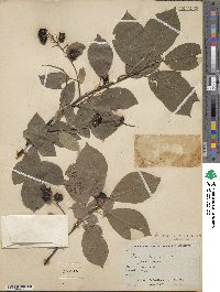 Prunus virginiana image
