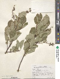 Prunus virginiana var. melanocarpa image