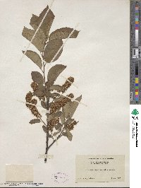 Prunus virginiana image