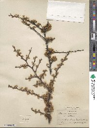 Prunus angustifolia var. watsonii image