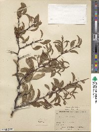 Prunus angustifolia var. watsonii image