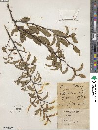 Prunus angustifolia image