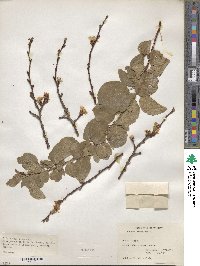 Prunus armeniaca image