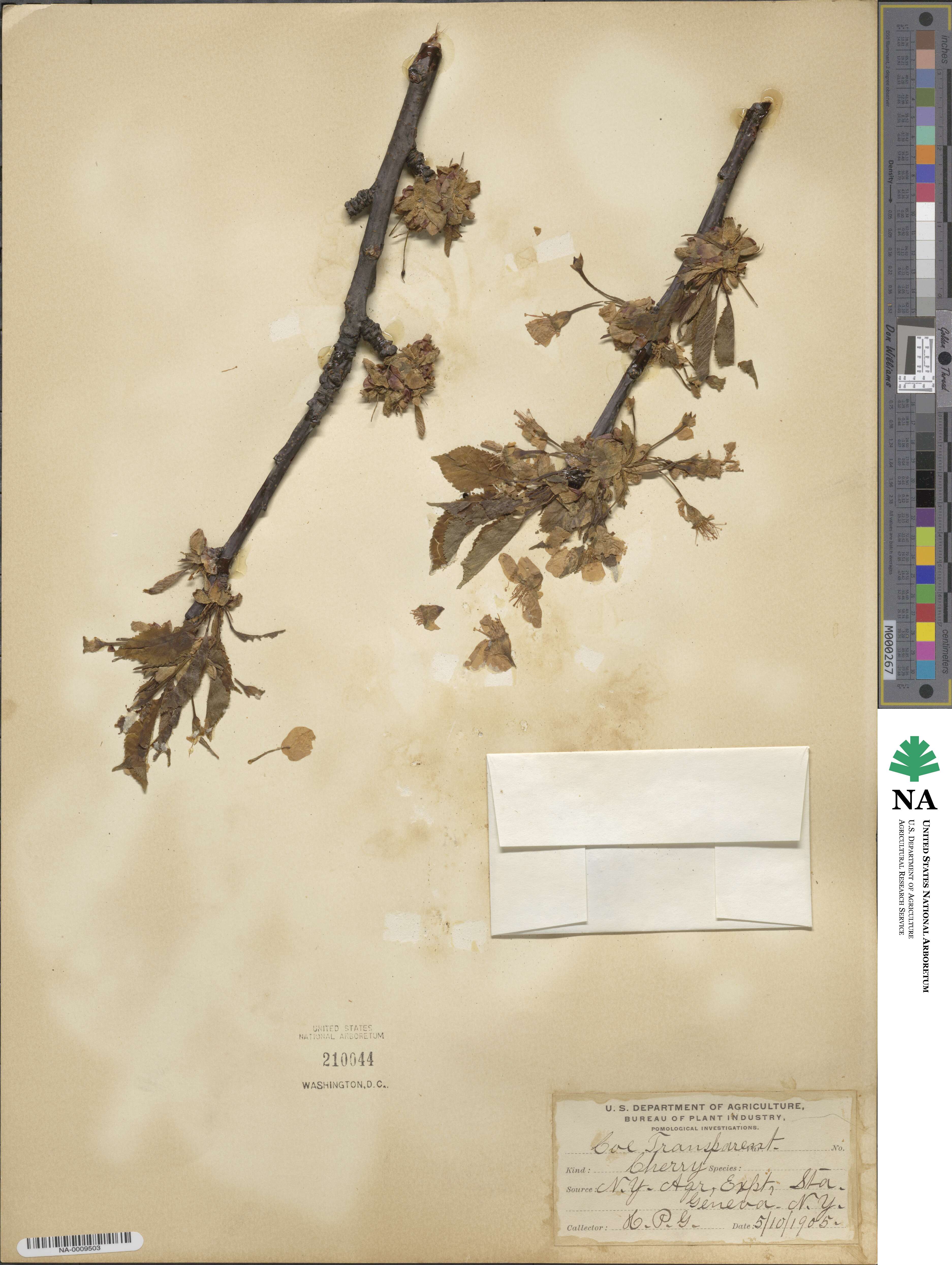 Prunus 'Coe's Transparent' image