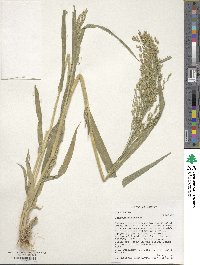 Panicum miliaceum image