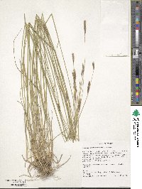 Hordeum brevisubulatum image