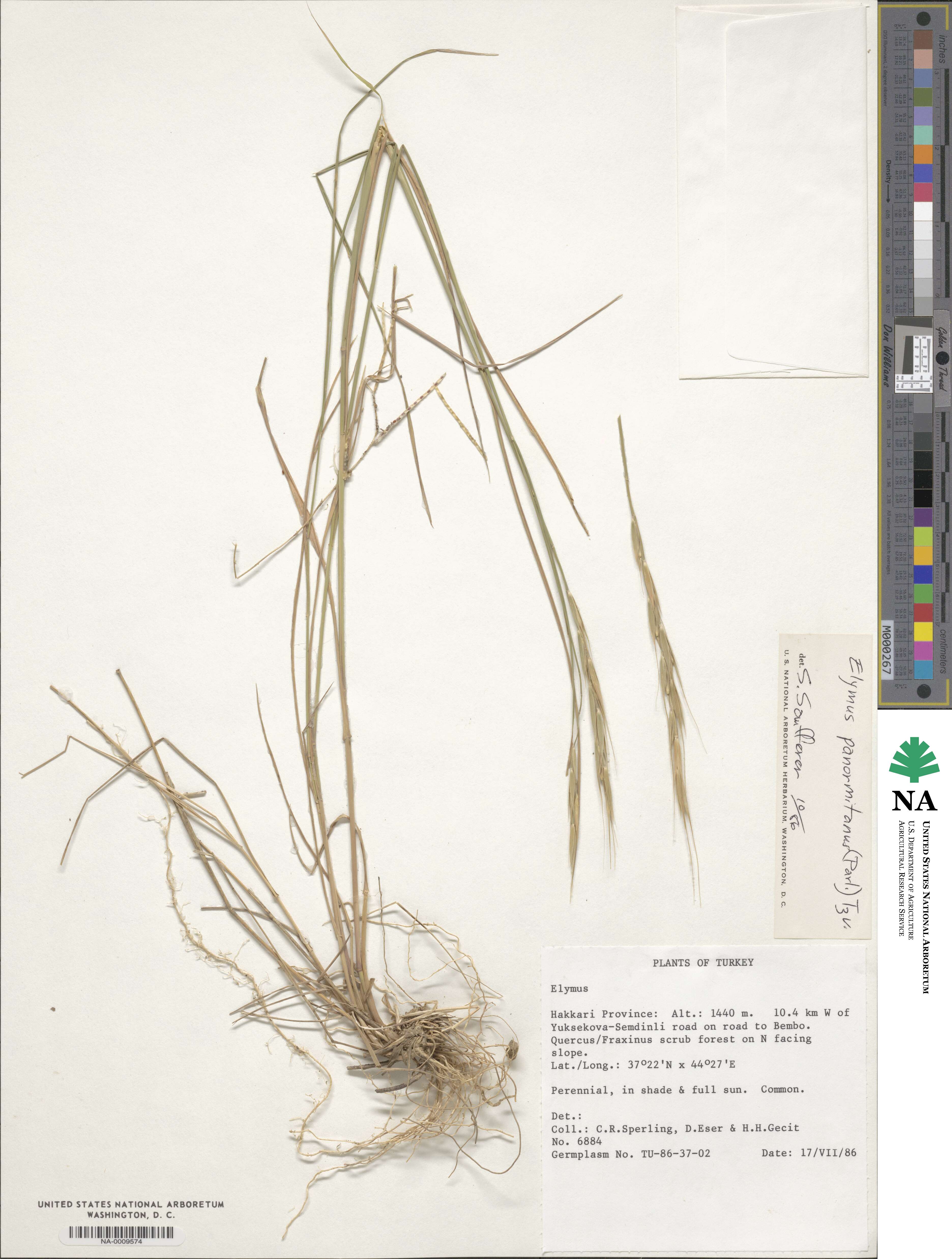 Elymus panormitanus image