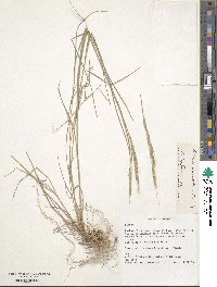 Elymus panormitanus image