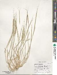 Aegilops cylindrica image