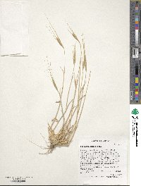 Triticum monococcum image