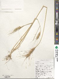 Triticum aestivum image