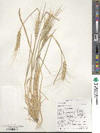 Triticum aestivum image