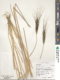 Triticum aestivum image