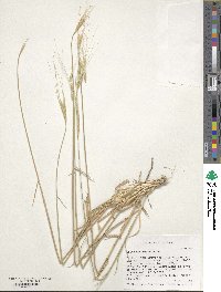 Triticum monococcum image