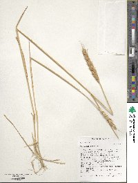 Triticum aestivum image