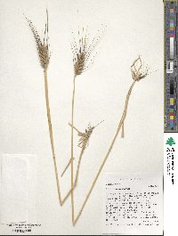 Triticum aestivum image