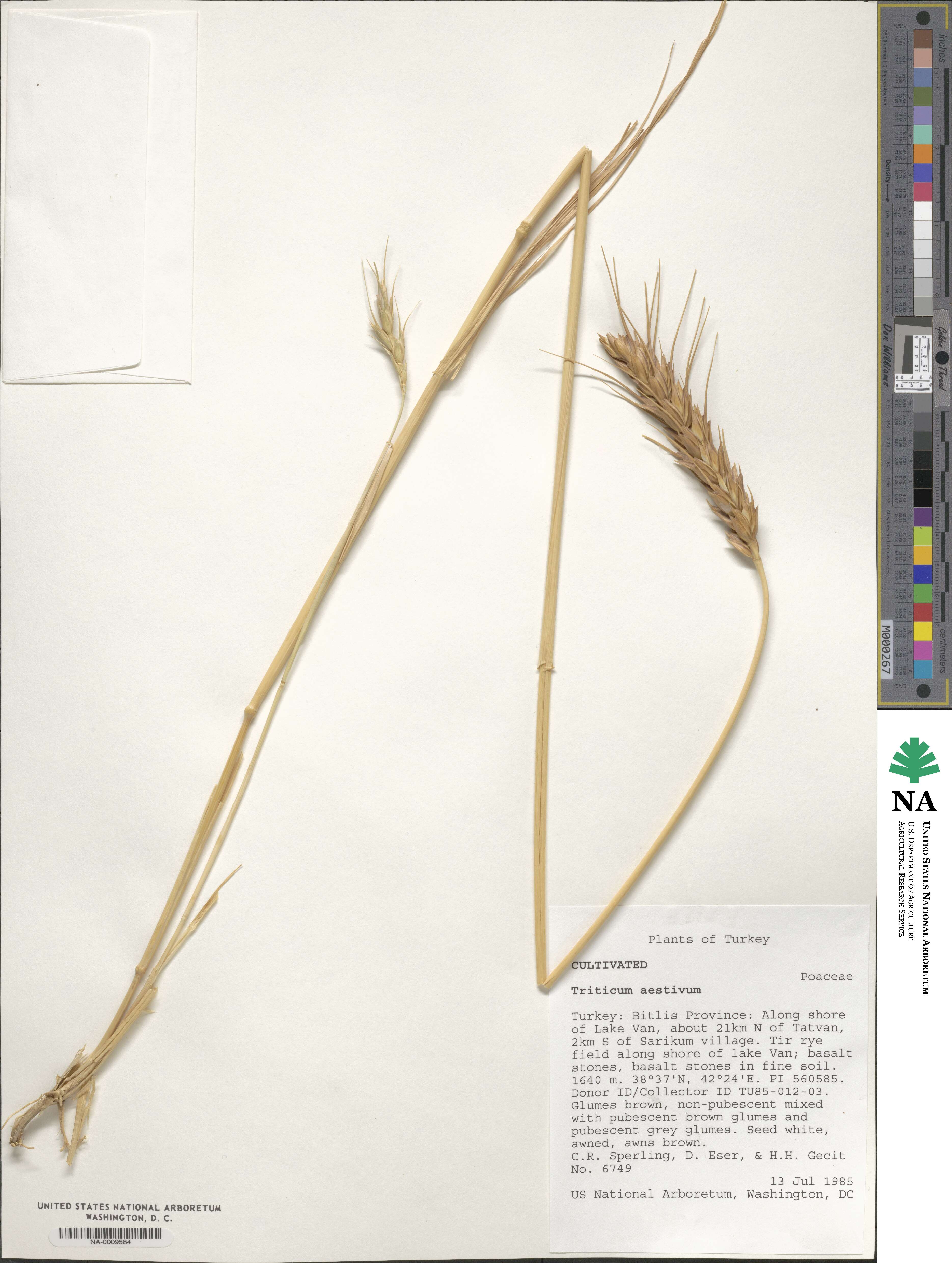 Triticum image