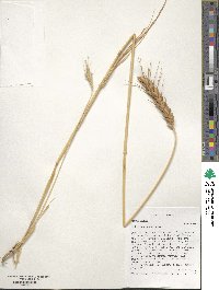 Triticum aestivum image