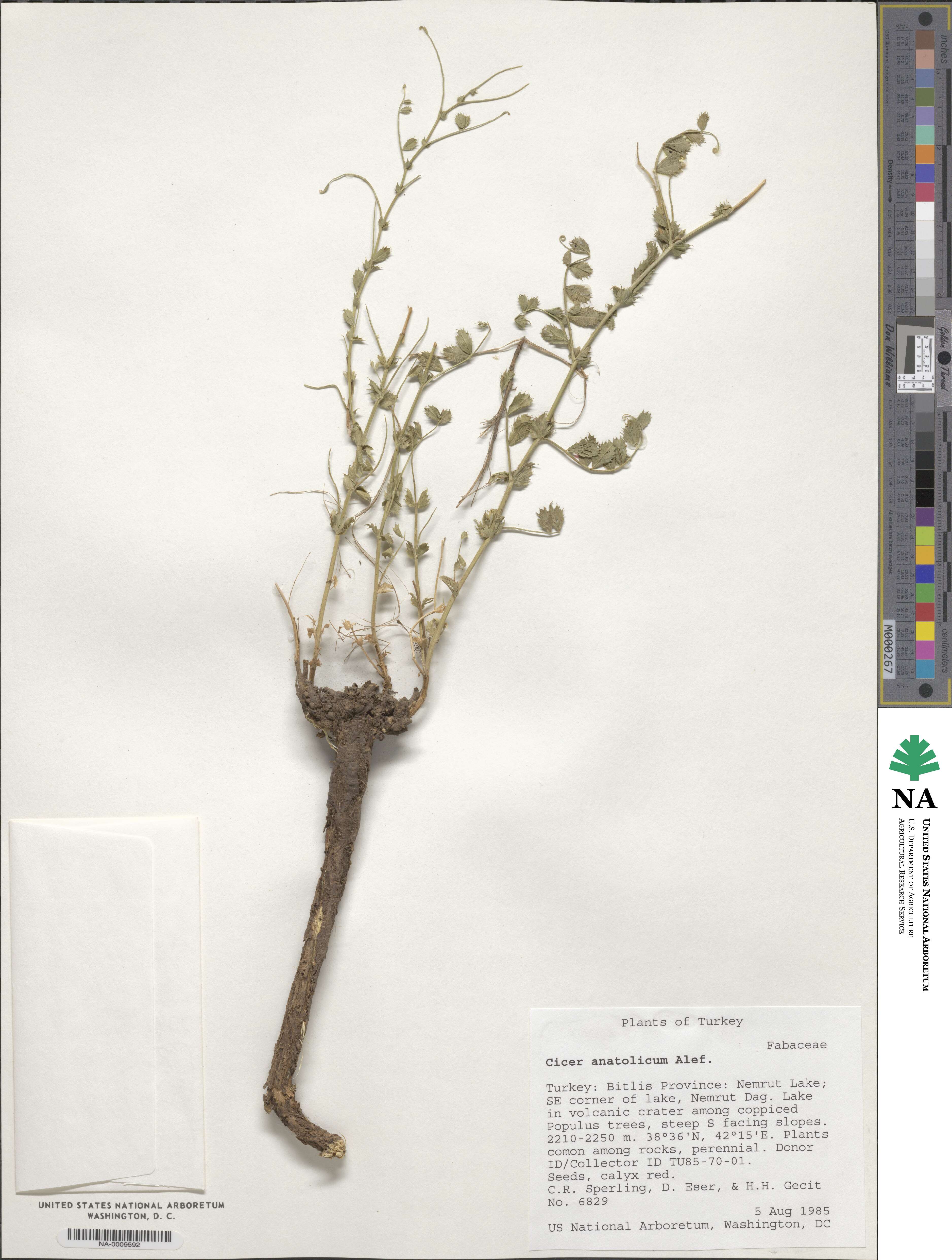Cicer anatolicum image