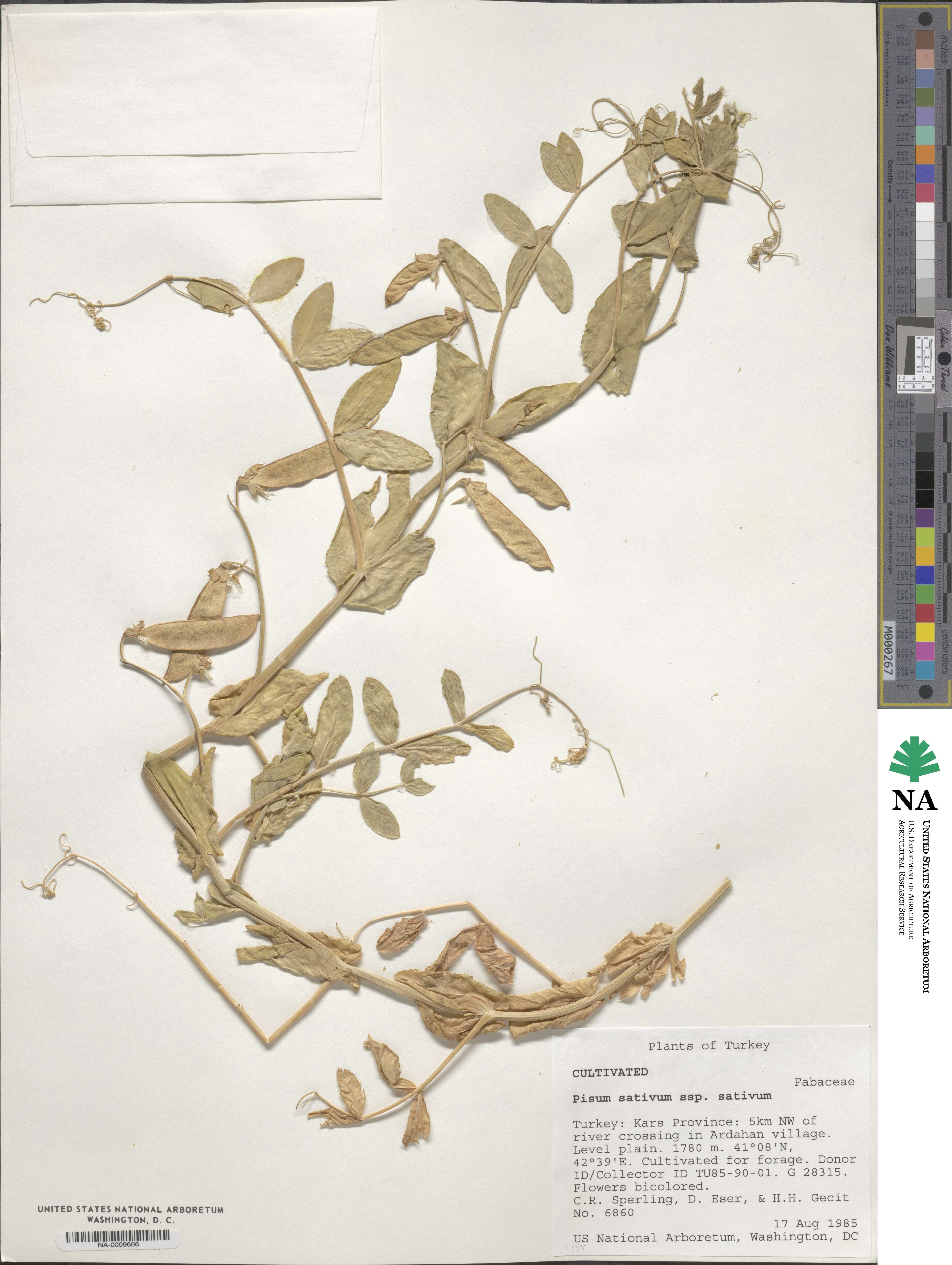 Lathyrus oleraceus image