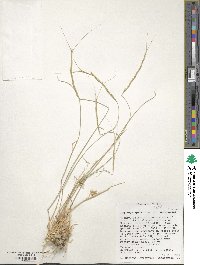 Aegilops speltoides var. speltoides image