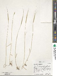 Aegilops cylindrica image