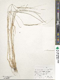 Aegilops speltoides image