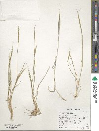 Aegilops tauschii image