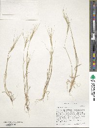 Aegilops triuncialis image