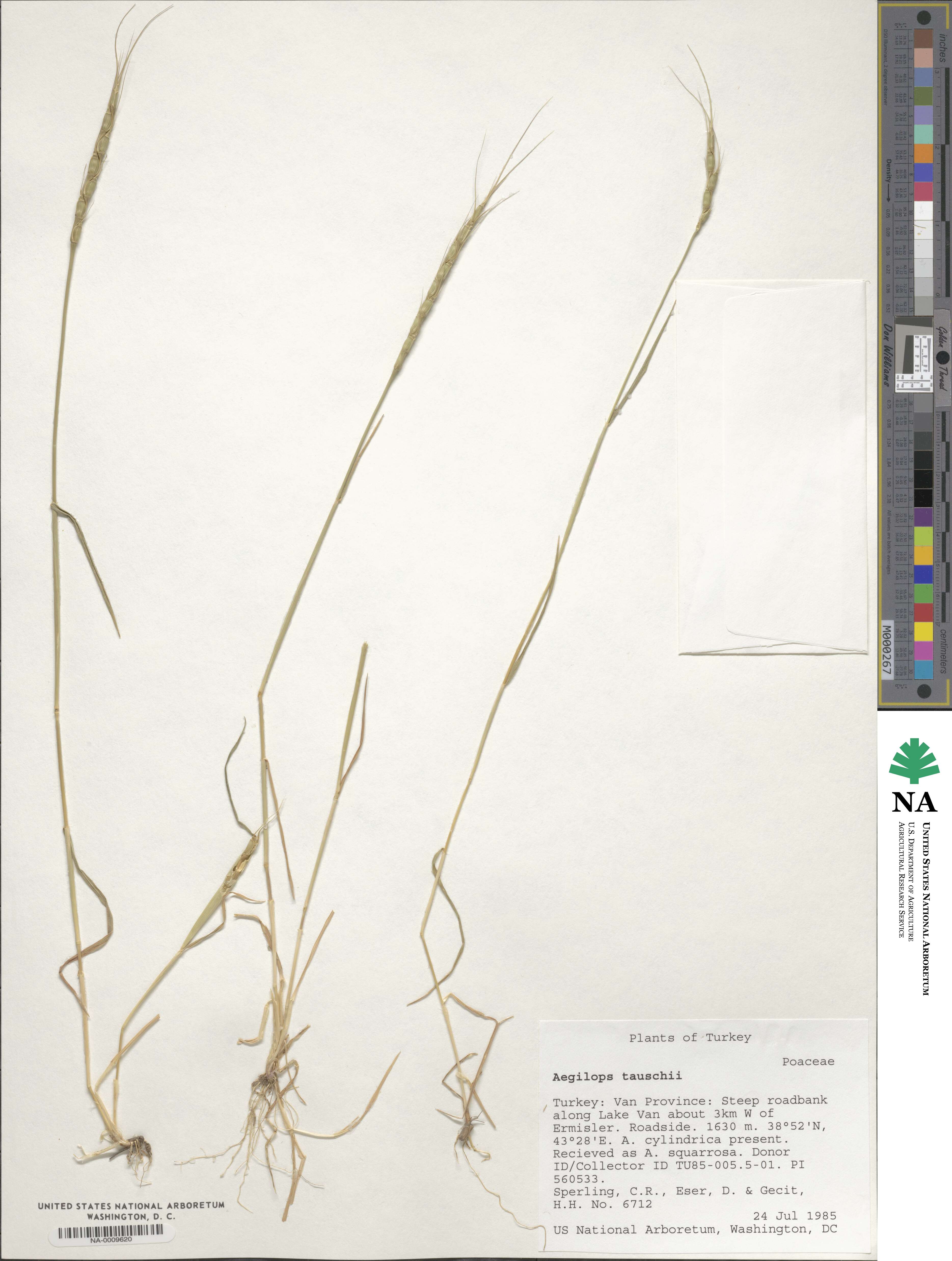 Aegilops tauschii image