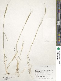 Aegilops tauschii image