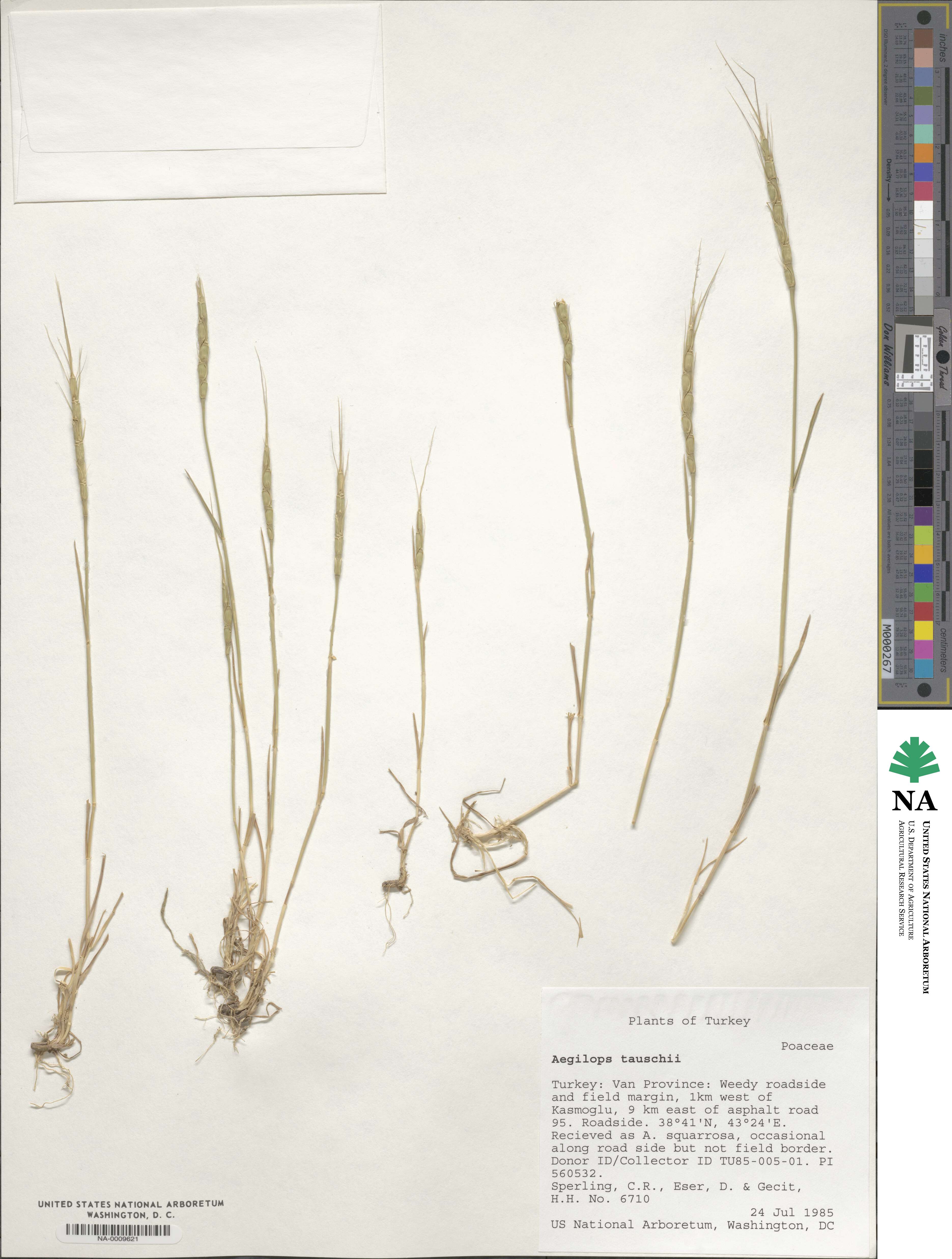 Aegilops tauschii image