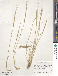 Aegilops cylindrica image