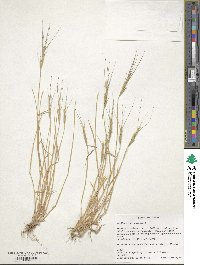 Aegilops triuncialis image