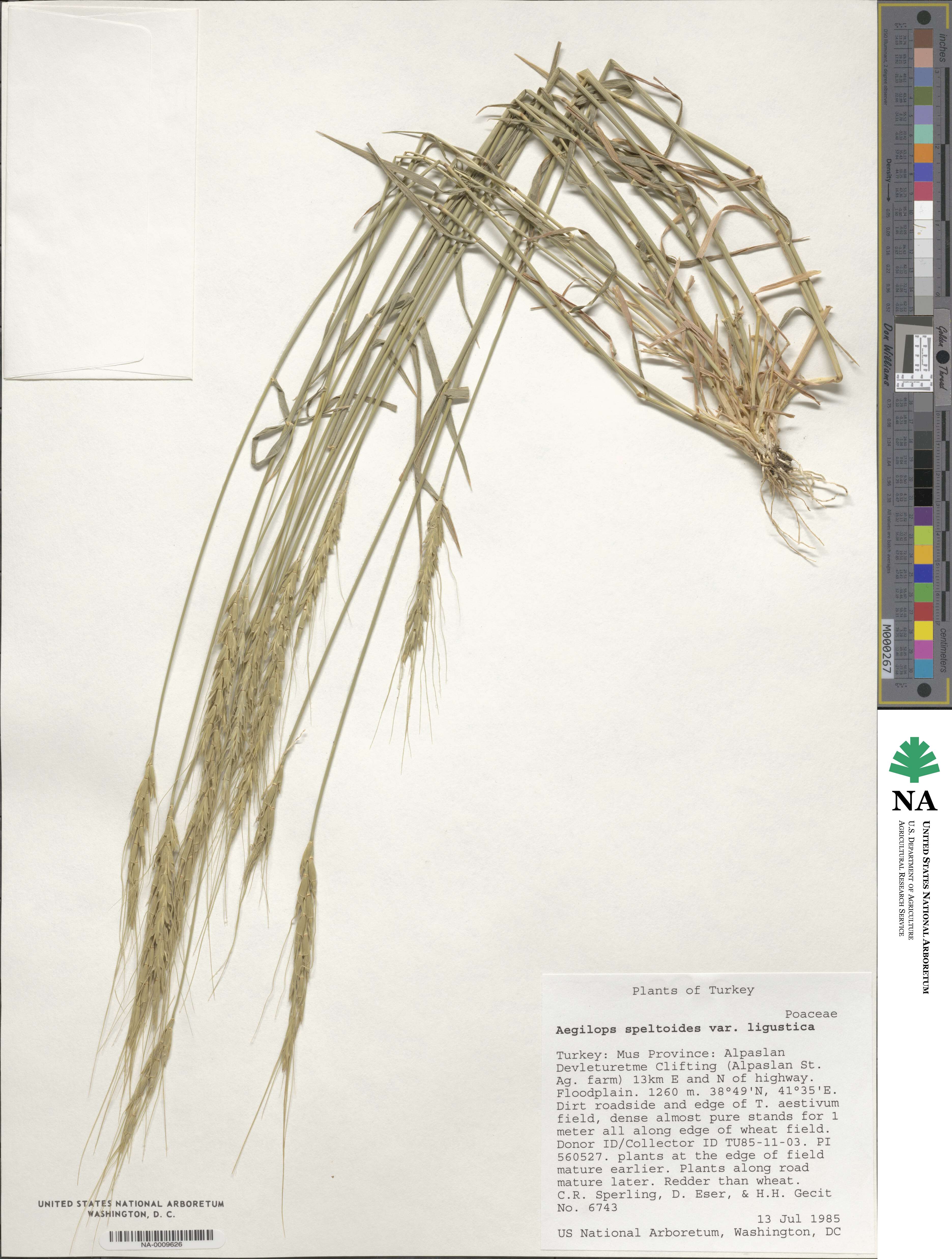 Aegilops speltoides subsp. ligustica image