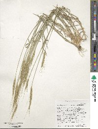 Aegilops speltoides image