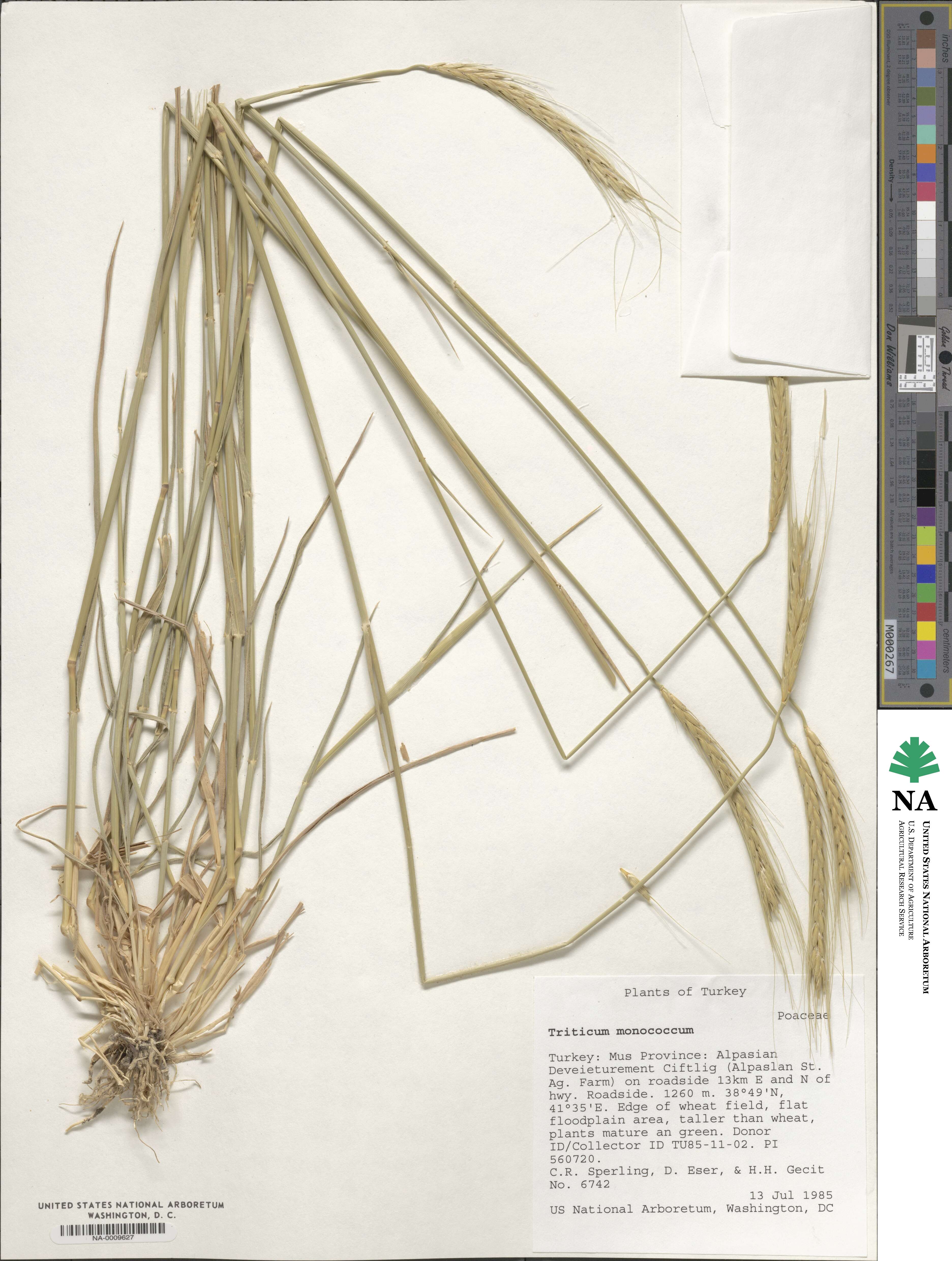 Triticum monococcum image