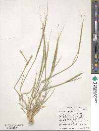 Aegilops cylindrica image