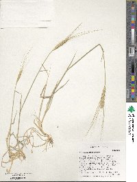 Triticum monococcum image