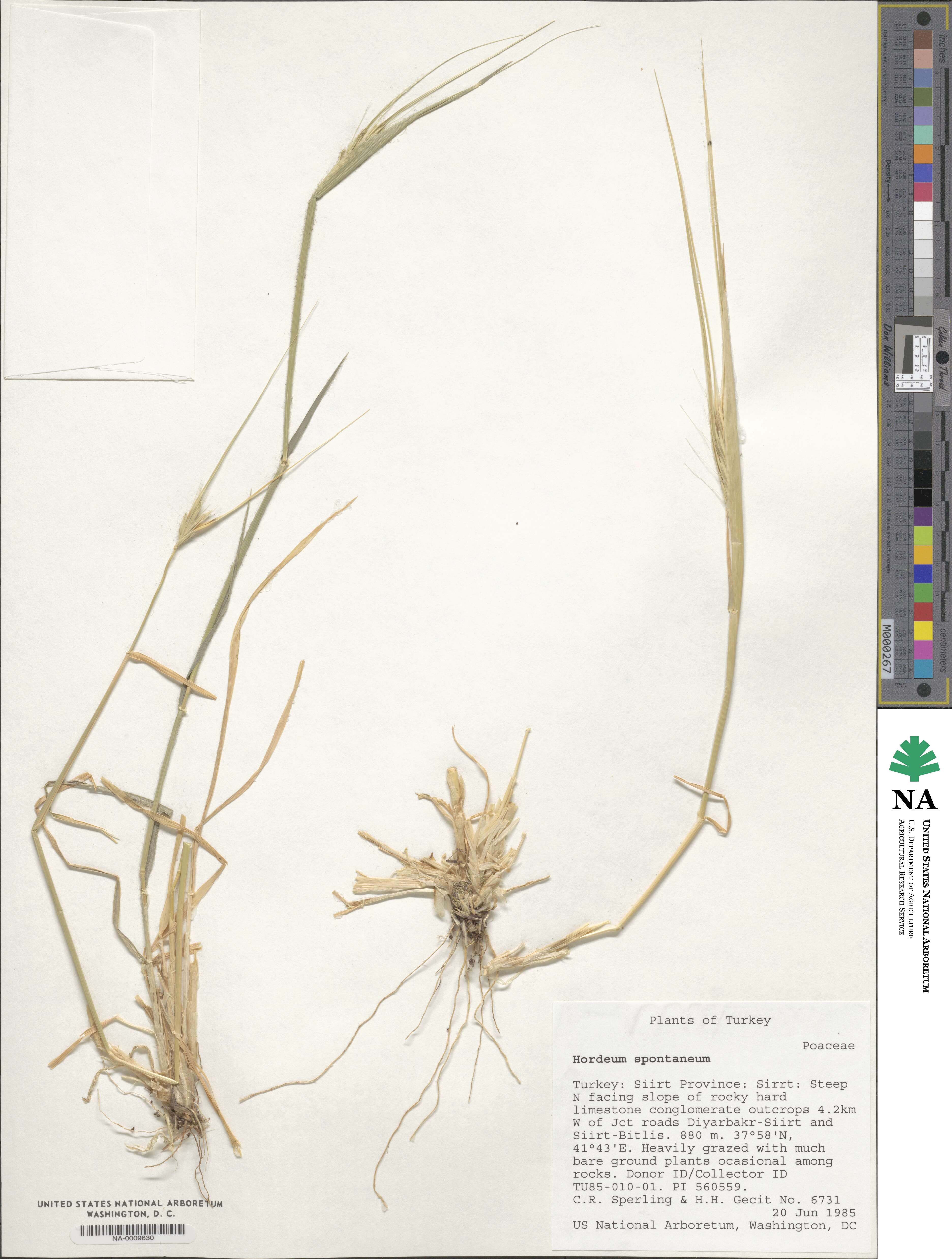 Hordeum spontaneum image