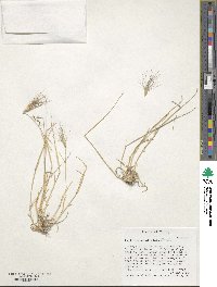 Image of Aegilops umbellulata