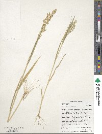 Panicum miliaceum image