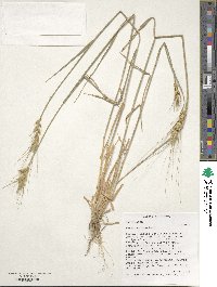 Triticum aestivum image