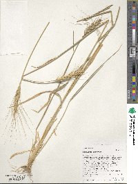 Triticum aestivum image